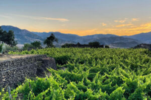 I vini dell’Etna: un successo implacabile
