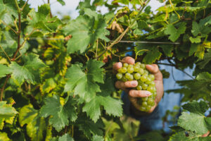 La vendemmia è solo all’inizio ed i prezzi non si muovono. Ma trovare la quadra sarà difficile
