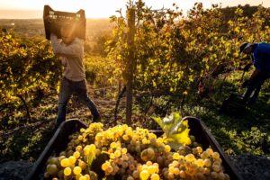 Vendemmia 2023 in Italia, produzione stimata in calo del -14% a 43 milioni di ettolitri