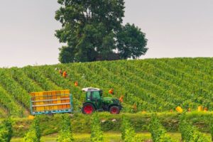 La vendemmia delle bollicine italiane, dal Piemonte al Veneto, tra chi è in chiusura e chi aspetta