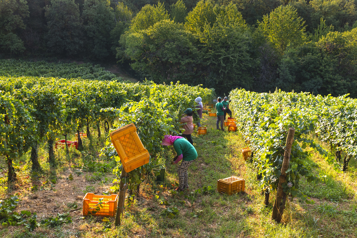 Franciacorta is the first of the great Italian wine territories to start the harvest WineNews