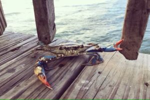 Granchio Blu, via libera a naste e cestelli. Veneto ed Emilia Romagna chiedono lo stato di emergenza