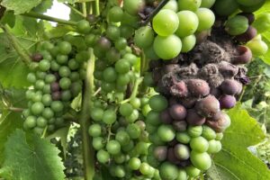 Francia, la vendemmia si complica. Tra caldo estremo e muffa, soprattutto tra Bordeaux e Champagne