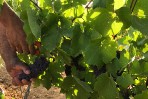 La Sicilia apre la vendemmia 2023. La più lunga d’Italia, e difficile, con cali del -35%