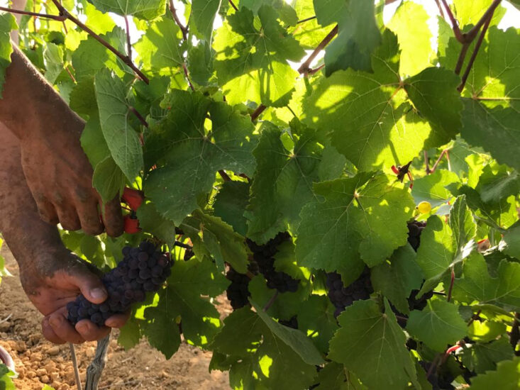 I primi grappoli di Pinot Grigio della vendemmia 2023 di Cantine Ermès, in Sicilia