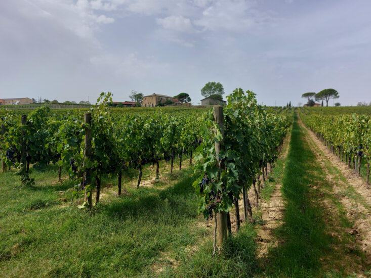 I vigneti di Lunadoro a Montepulciano, in Toscana