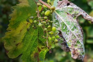 Il Ministro Lollobrigida ha dichiarato lo stato di eccezionale avversità atmosferica per il 2023