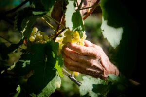 I bianchi da lungo invecchiamento? Non per tutti i vitigni, né in tutti i territori