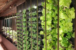 Una &ldquo;vertical farm&rdquo; in un vecchio rifugio antiaereo per alimentare la mensa comunale