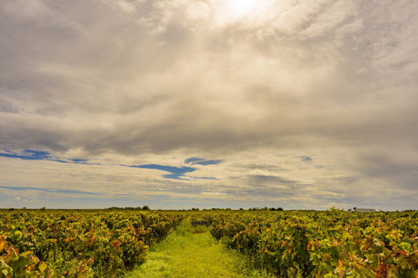 I vigneti di Tenute Masso Antico, in Puglia