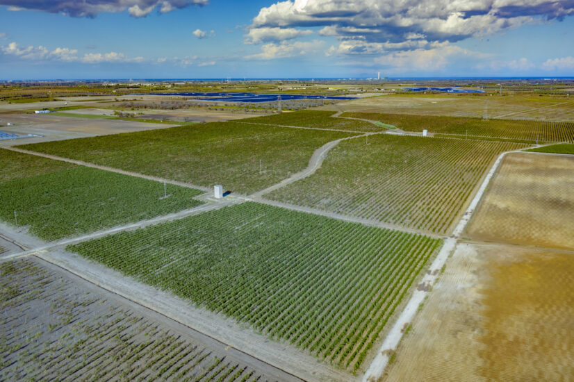 I vigneti di Tenute Masso Antico, in Puglia