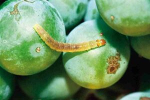 Dopo Peronospora, Oidio e caldo, c&rsquo;&egrave; un altro nemico tra i filari di Francia: la Tignola