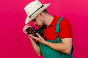 Vendemmia 2023, scarsa ma “profumata”: ecco le stime del Crea Viticoltura ed Enologia