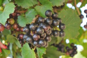 L&rsquo;uva Muscadine, una variet&agrave; da tavola americana, potrebbe essere un nuovo &ldquo;super-alimento&rdquo;