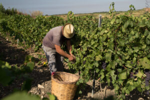 Decreto salva-vendemmia, via libera all’ingresso in Italia di 40.000 lavoratori stranieri 