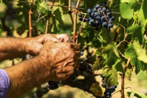 Stime di vendemmia, Confagricoltura: “cali tra -20% e -50%. E pesano costi e mancanza di manodopera”