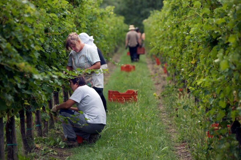 Al via la vendemmia turistico-didattica in Friuli 