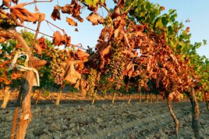 Il microbioma delle saline spagnole per combattere le ondate di calore in vigna