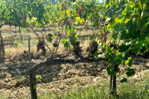 “Dl Asset”: “sulla peronospora una prima risposta, ma un milione di euro non basta”