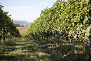 “Montepulciano” querelle, informal hearing in the Chamber. But everyone remains on their positions