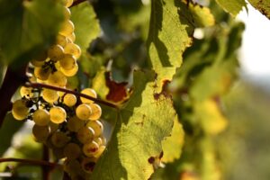 La Francia primo produttore di vino al mondo: vendemmia 2023 tra i 44 ed i 47 milioni di ettolitri