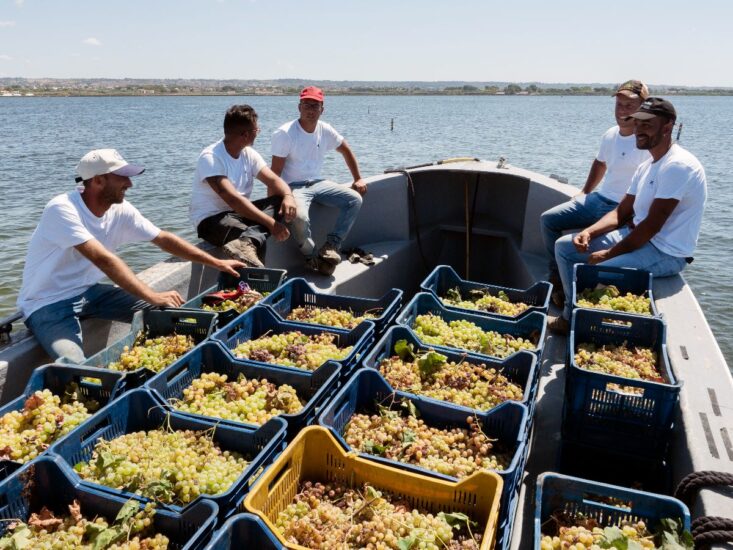 Vendemmia Tenuta Whitaker, Tasca d’Almerita