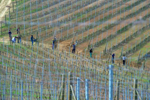 Assunti i primi dieci operai formati da Accademia della Vigna, progetto innovativo nelle Langhe