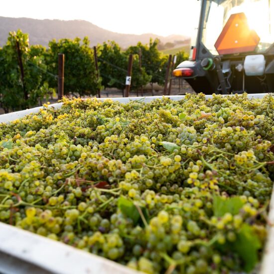 La griffe dello Chardonnay della California RombauerVineyards