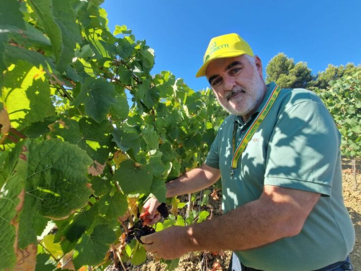 Vendemmia 2023 In Italia Produzione Stimata In Calo Del 14 A 43