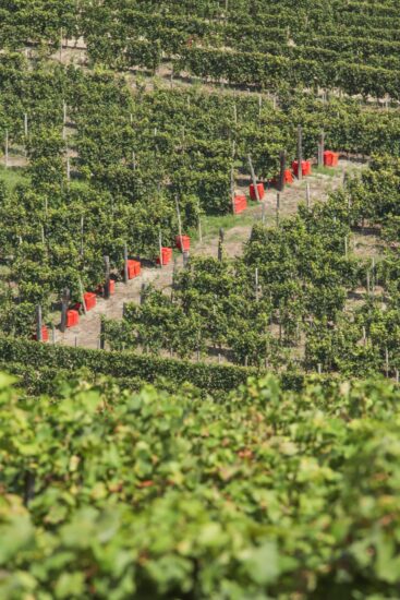 I vigneti di Asti in vendemmia