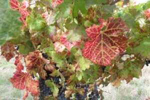 La tecnologia Nasa per identificare il GLRaV-3, che causa l’“accartocciamento fogliare” nella vite