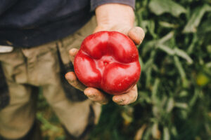 Raggiungere il 25% di terreni a conduzione bio in Italia? Si pu&ograve; fare ma in un&rsquo;ottica di sistema