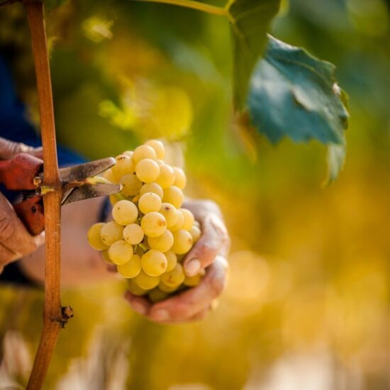La vendemmia in Alto Adige