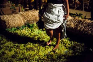 Istat: in un&rsquo;agricoltura profondamente cambiata, il vino &egrave; una delle produzioni pi&ugrave; resilienti