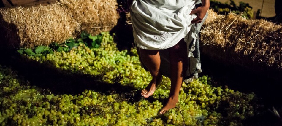 Istat: in un&rsquo;agricoltura profondamente cambiata, il vino &egrave; una delle produzioni pi&ugrave; resilienti