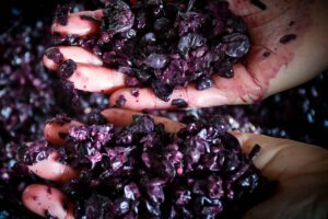 Produzione, mercati, consumi: sfide e obiettivi del vino italiano nel pieno della raccolta 2023 Produzione, mercati, consumi: sfide e obiettivi del vino italiano nel pieno della raccolta 2023