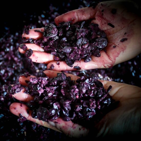 Vino e arte al Castello di Albola, tra gli eventi nelle cantine in vendemmia