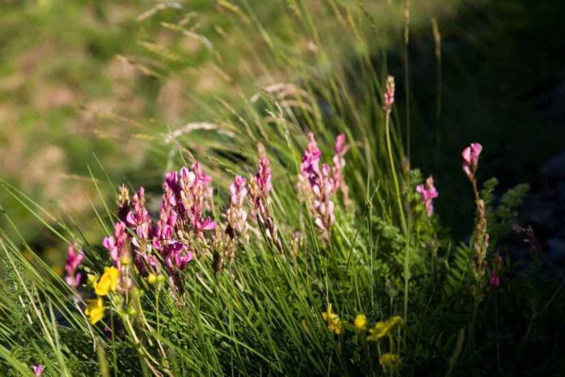 Credit: Paolo Andrea Montanaro