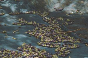 Cosmo di Russo, Olive Itrana