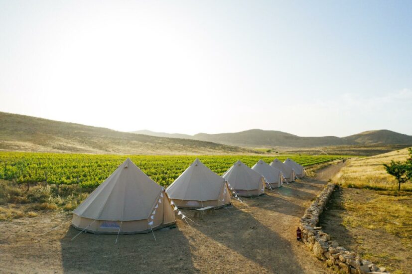Israele riscopre le antiche varietà del deserto del Negev (Credit Daniel Bear)