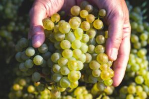 La vendemmia è alle porte, Peronospora e siccità alle spalle: nel vigneto Italia filtra ottimismo