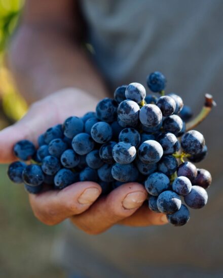 I fine wine alla “Monza Wine Experience” (ph: Tenuta dell’Ornellaia)