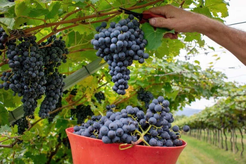 Credit: Cantina di Isera