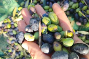 L&rsquo;impennata dei prezzi dell&rsquo;olio non si ferma pi&ugrave;: +75% in un anno