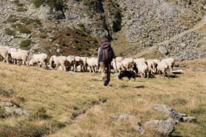 Contro l&rsquo;abbandono delle campagne e la desertificazione in Sardegna arrivano i pastori kirghisi