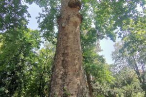 Italia, un Paese a prova di albero. Quelli monumentali crescono e toccano quota 4.288