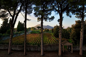 Tra cultura e agricoltura, l’Azienda Agricola Pompei riparte dal vino. Con “La Guardiense” (rumors)