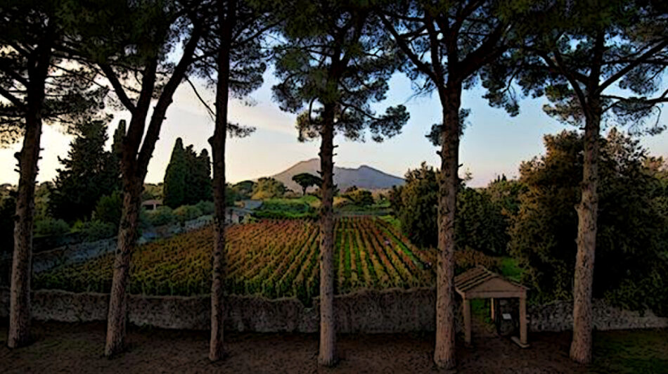 Uno dei vigneti del Parco di Pompei