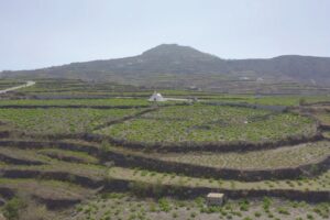 Non solo meta glamour per le vacanze: la vendemmia &ldquo;eroica&rdquo; di Santorini, tra siccit&agrave; e forti venti&nbsp;