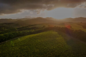 Storia enoica bolgherese: un nuovo capitolo